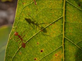 Weaver Ant (Oecophylla smaragdina)