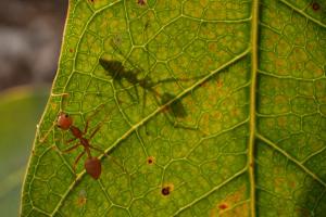 Weaver Ant (Oecophylla smaragdina)
