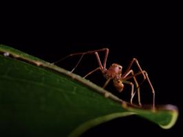 Ant-like Crab Spider (Amyciaea forticeps)