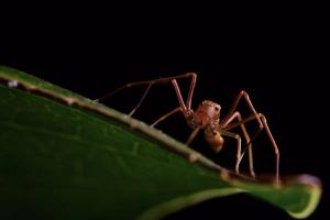 Ant-like Crab Spider (Amyciaea forticeps)