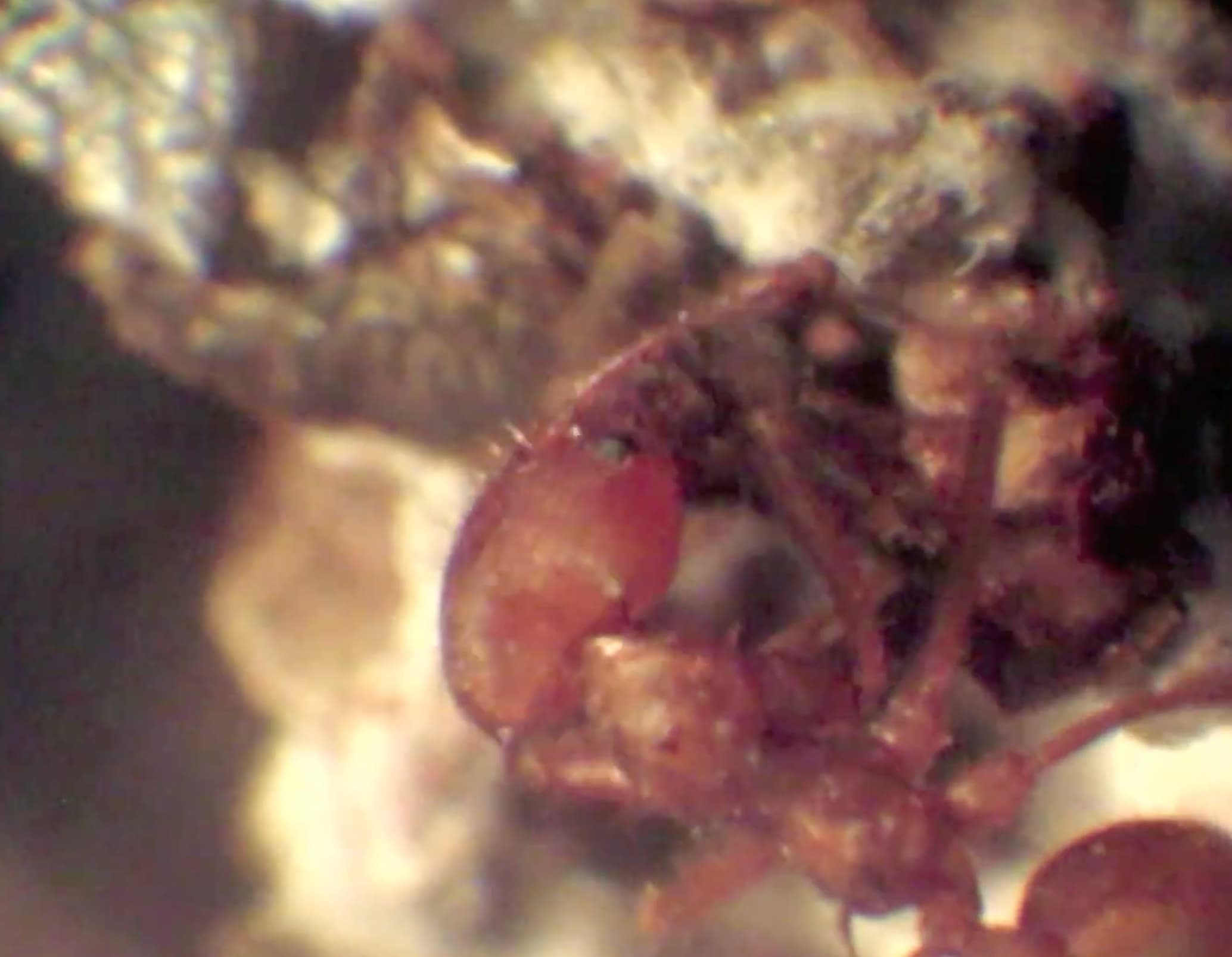 Videos reveal the amazing lives of leafcutter ants, nature’s underground farmers