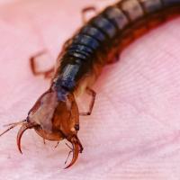 Predaceous Diving Beetles (Family Dytiscidae)