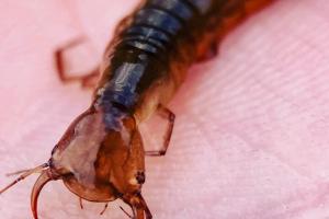 Predaceous Diving Beetles (Family Dytiscidae)