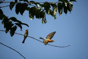 Chestnut-headed Bee-Eater (Merops leschenaulti)