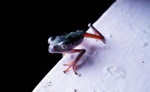 Trinidad Leaf Frog (Phyllomedusa trinitatis)