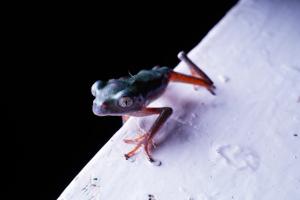 Trinidad Leaf Frog (Phyllomedusa trinitatis)