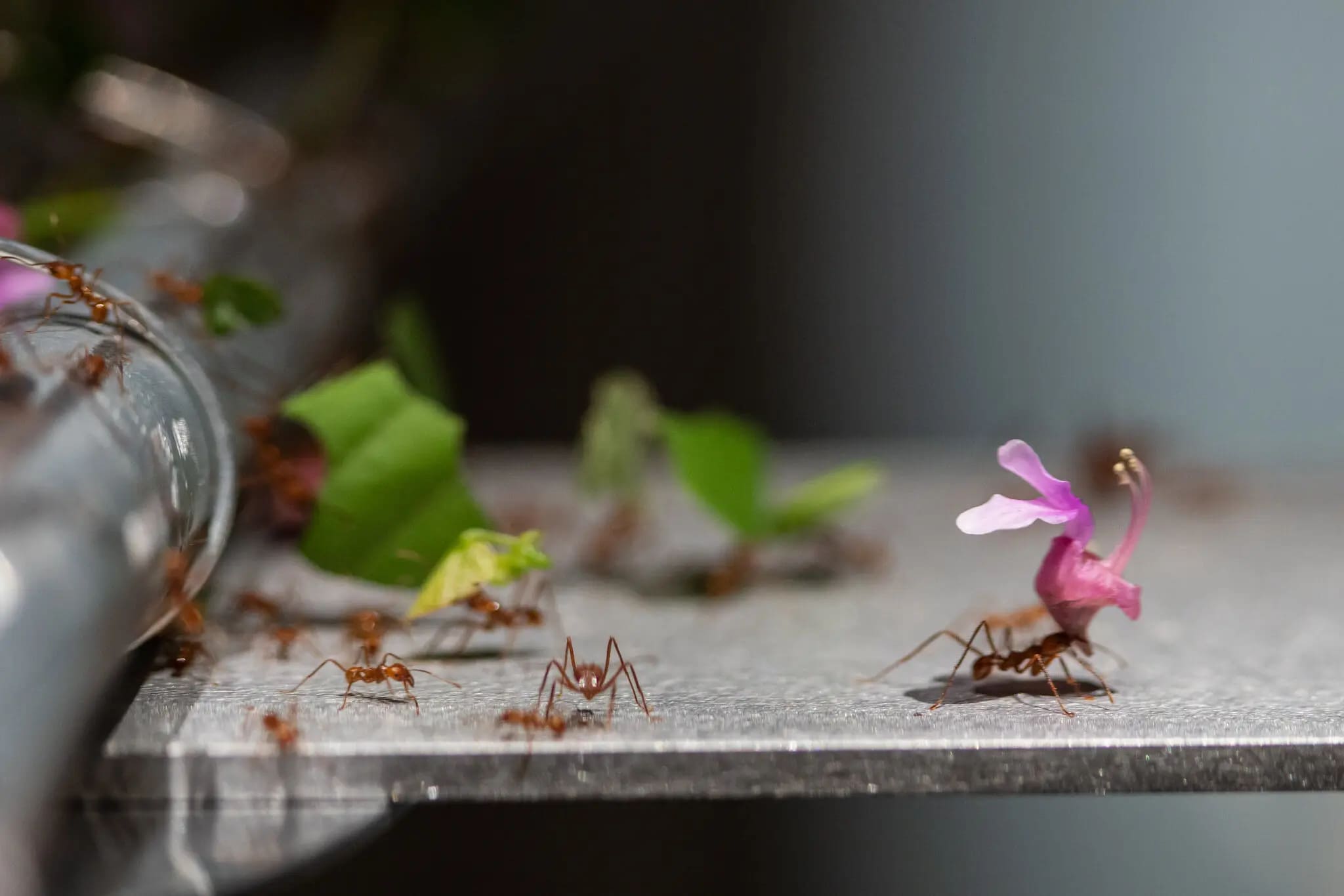 The Year the Leaf-Cutter Ants Took Manhattan