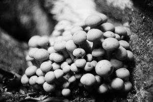 Fungus (Armillaria sp.)