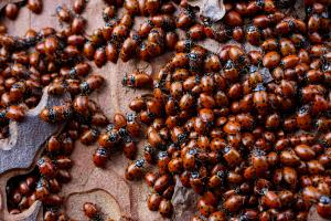 Convergent Lady Beetle (Hippodamia convergens)