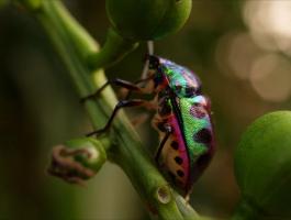 Lychee Shield Bug (Chrysocoris stollii)