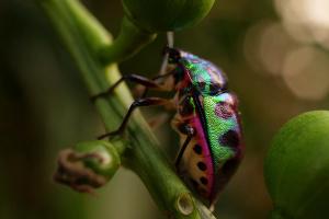 Lychee Shield Bug (Chrysocoris stollii)