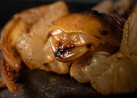 Hairy Desert Scorpion (Hadrurus arizonensis)