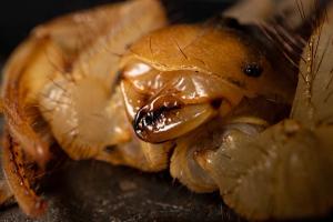Hairy Desert Scorpion (Hadrurus arizonensis)