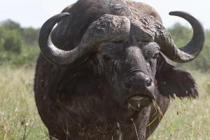 African buffalo (Syncerus caffer)