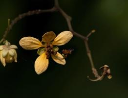 Apine Bees (Subfamily Apinae)