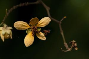 Apine Bees (Subfamily Apinae)