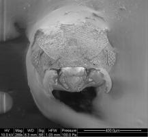 Northern Fungus-Farming Ant Trachymyrmex septentrionalis