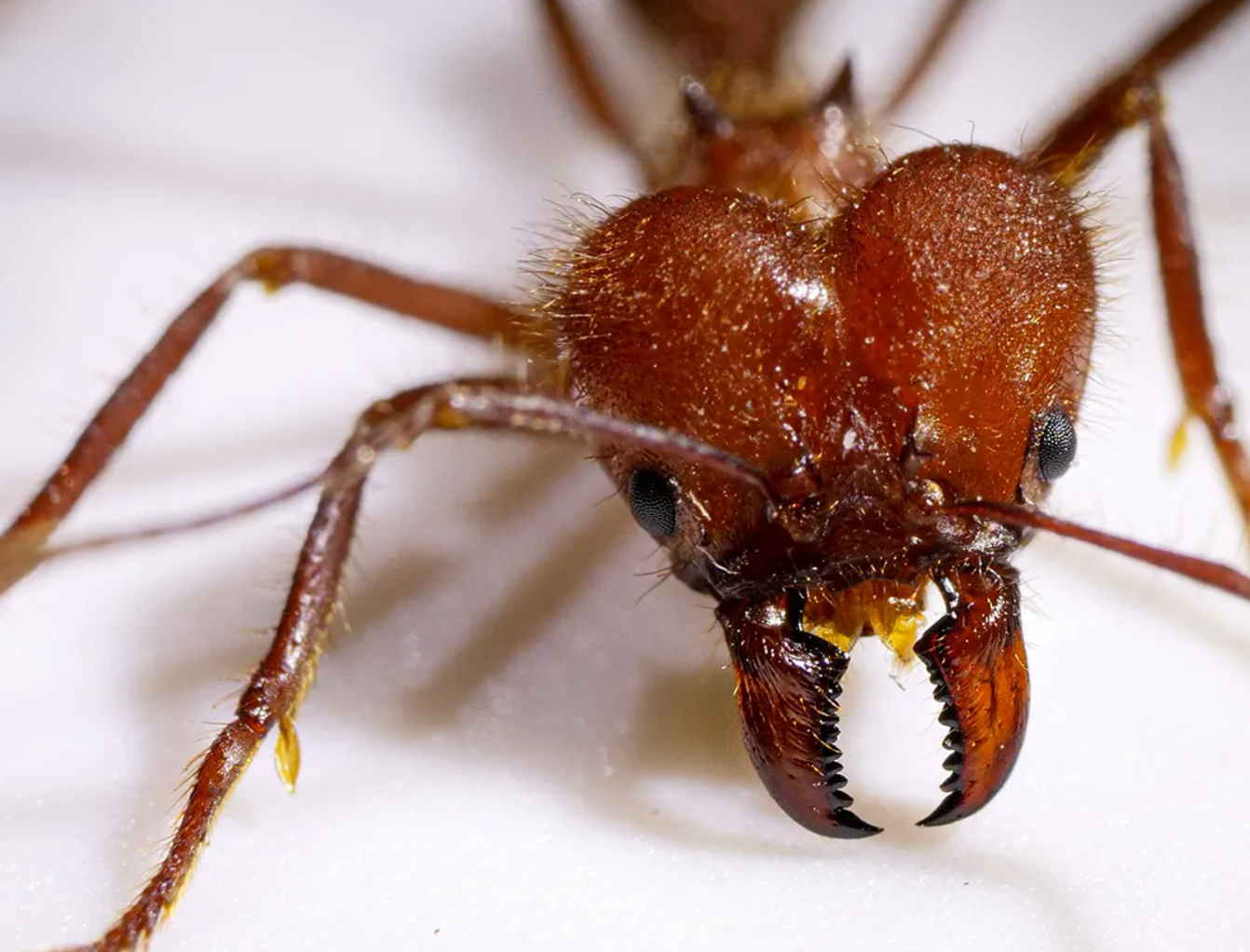 How metal-infused jaws give some ants an exceptionally sharp bite