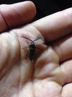 Rake-Antennae Beetles (Callirhipis sp.)