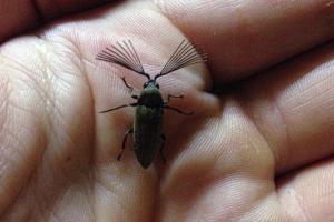 Rake-Antennae Beetles (Callirhipis sp.)