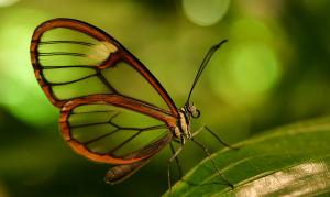 Clearwing (Tribe Ithomiini)