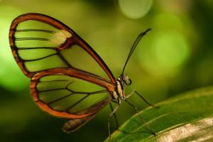 Clearwing (Tribe Ithomiini)