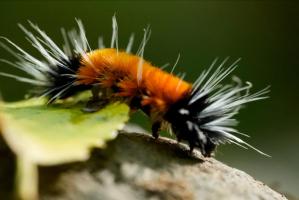 Spotted Tussock Moth (Lophocampa maculata)
