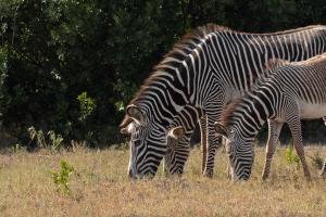 Grévy's Zebra (Equus grevyi)
