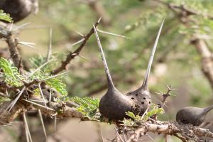 Whistling Thorn Acacia (Vachellia drepanolobium)