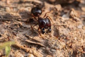 Marauder Ants (Carebara sp.)
