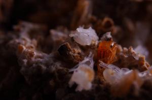 Leafcutter ant (Atta cephalotes)