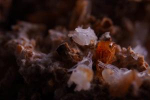 Leafcutter ant (Atta cephalotes)
