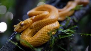 Eyelash Viper (Bothriechis schlegelii)