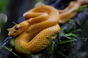 Eyelash Viper (Bothriechis schlegelii)