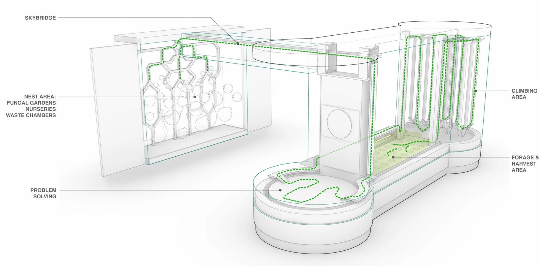 Final concept for leafcutter exhibit
