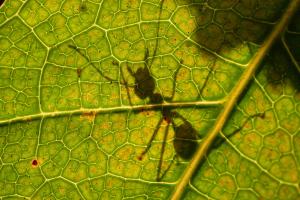 Weaver ant (Oecophylla smaragdina)