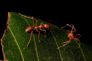 Weaver ant (Oecophylla smaragdina) faces with mimic Ant-like Crab Spider (Amyciaea forticeps)