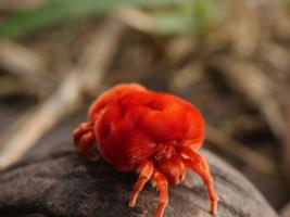 Giant Velvet Mites (Dinothrombium spp.)