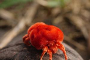 Giant Velvet Mites (Dinothrombium spp.)