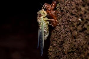 Cicada (Dundubia sp.)