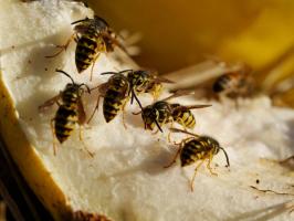 Yellowjacket (Corymbia peltata)