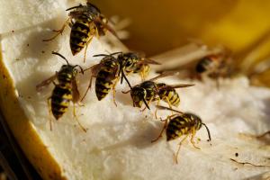 Yellowjacket (Corymbia peltata)