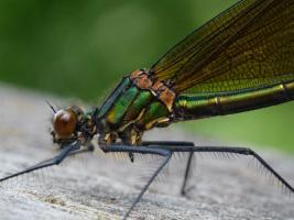 River Jewelwing (Calopteryx aequabilis)