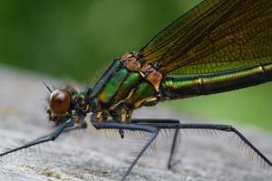 River Jewelwing (Calopteryx aequabilis)