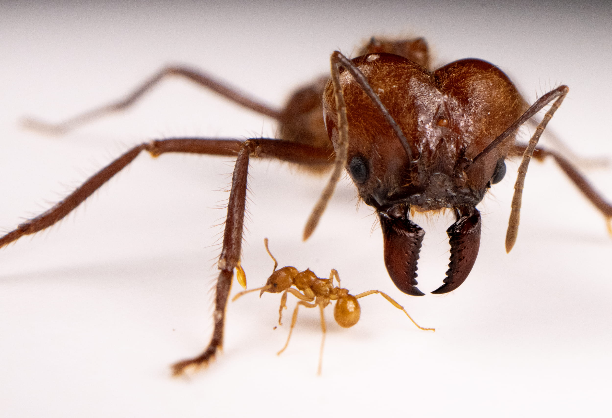 Ant Wrangler