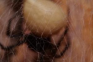 Black Widow (Latrodectus hesperus)