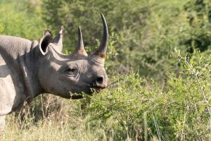 Eastern Black Rhinoceros (Diceros bicornis ssp. michaeli)