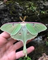 Luna Moth (Actias luna)