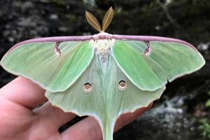 Luna Moth (Actias luna)