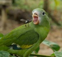 Parakeet (Brotogeris versicolurus) prepares to eat stingless bee (Melipona sp.)